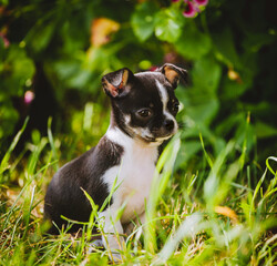 Pretty black and white Chihuahua puppy on green grass