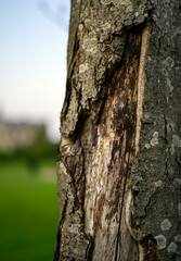 Fototapeta premium Detail of a tree trunk showing the texture and grain in the wood. Shallow depth of field with a lawn and building behind. Close up of the surface of the old natural, organic bark in a park.