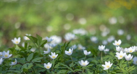 large group of anemone white flowers in green grass