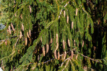 Spruce , Conifers, Branches Close-up