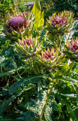 Fototapeta premium Colorful Cynara Flowers , Centre-du-Quebec, Canada