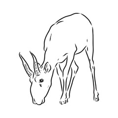 vector silhouette saiga on white background saiga animal vector