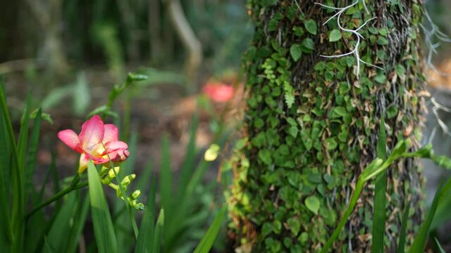 Tiny freesia hyacinth purple flower in forest, California USA. Springtime morning atmosphere, delicate tiny violet pink green plant. Spring fairy botanical pure freshness. Wilderness wood ecosystem.