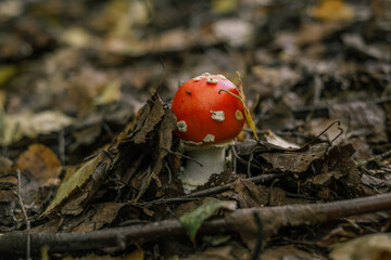Fly Agaric in grass on a forest. Fly amanita mushrooms closeup in the nature.