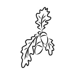 vector monochrome illustration of acorn. Hatching performed on graphic tablet