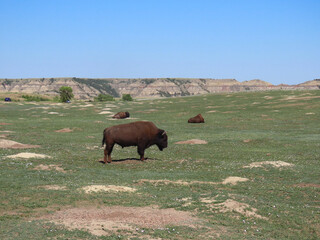 Bison in the south unit of the Theodore Roosevelt National Park in North Dakota. - obrazy, fototapety, plakaty