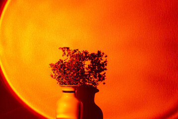 Dry flower twigs in ceramic vase with dark shadow behind illuminated by directed orange spotlight...