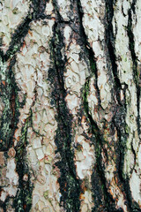 Close up Tree bark