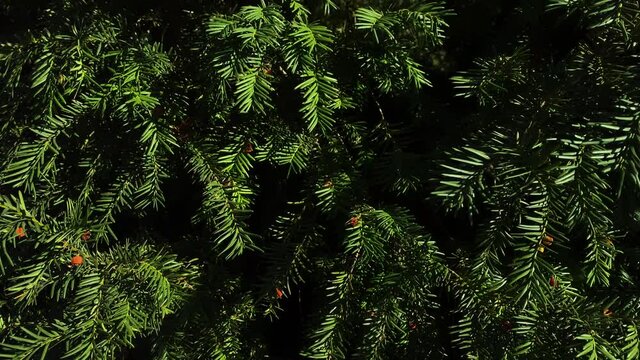 Dark natural background of green fir tree branches.