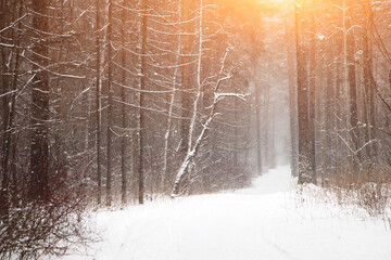 A snow-covered forest path, illuminated by day.A Walk On A Beautiful Winter Day.Background of a...
