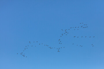 Flying school of cranes in the blue sky Wedge in the sky Birds fly south