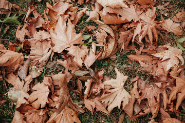 Dried leaves on the grass in park in autumn background.