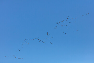 Flying school of cranes in the blue sky Wedge in the sky Birds fly south