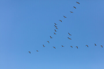Flying school of cranes in the blue sky Wedge in the sky Birds fly south