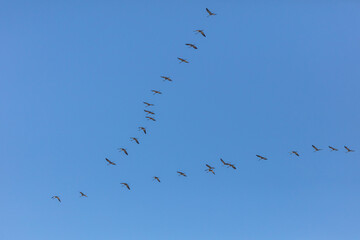 Flying school of cranes in the blue sky Wedge in the sky Birds fly south