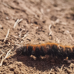 soil