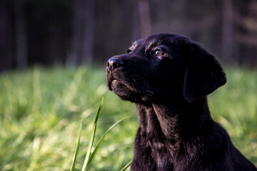 black dog portraits 