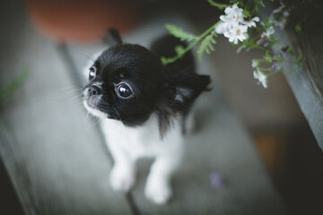 Pretty black and white Chihuahua puppy with flowers