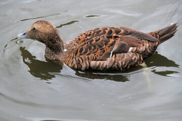 A close up of an Eider Duck on the water