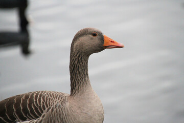 goose on the beach