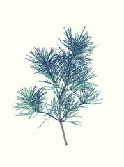 isolated vector pine branch (eps 10)