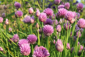 a blooming chives plant with purple flowers closeup in the vegetable garden