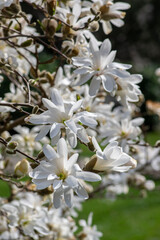 Star Magnolia stellata early spring flowering shrub, flowers with bright white tepals on branches in bloom