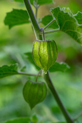 Physalis peruviana green ripening fruit on shrub in husk, green leaves