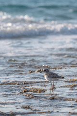 A Kentish Plover a very small water bird looking for food in the waters of the Mediterranean Sea near Haifa, Israel
