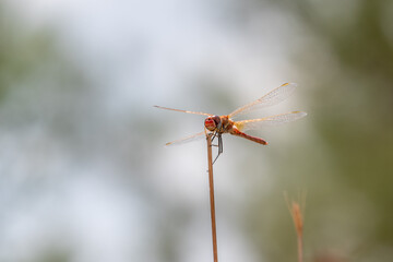 Red dragonfly sitting on a plant near a stream in northern Israel
