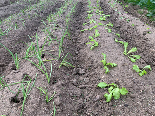 Grooves of a cultivation field with scarols and chives planted