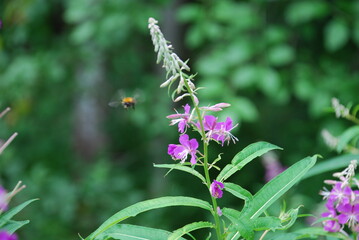 Dark pink flowers of fireweed. The top of the plant is ivan tea or fireweed, on which dark pink five-leafed small flowers bloomed in the middle of white long stamens.