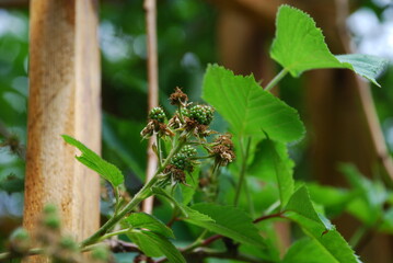 Green berries of blackberries. Blackberries began to grow and ripen on a green stalk. They are still green with villi between them. Around the green leaves of the bushes.