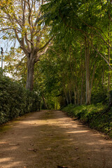 Obraz premium alley in the park