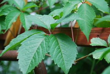Large leaves of a maiden grape plant. A maiden grape grows around a wooden trellis, it has large green leaves consisting of 5 parts growing on thin pinkish stems.