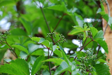 The green fruits of the plant are maiden grapes. A maiden grape grows around a wooden trellis, it has large green leaves, among them small green fruits, several berries on one branch, have appeared.