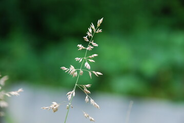 Dried seeds of the meadow bluegrass plant. Against the background of green grass on a thin long green stalk, light yellow shoots of meadow grass seeds.