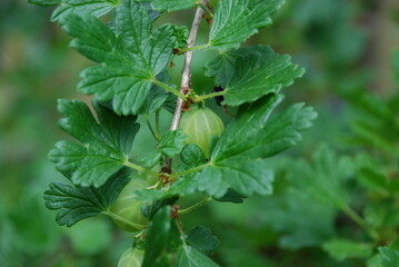 Green gooseberries. There are algae on the gooseberry bush and large green striped berries are still ripening. Around the leaves of the gooseberry and its branches with thorns.