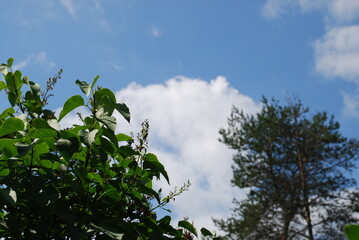 Light blue sky above the bushes. Above the trees and bushes of lilacs with green leaves, there is a light blue sky with white cumulus clouds.