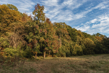 Forest and clearing in autumn with a cloudy sky. Autumn landscape in November. Beautiful autumn forest on a sunny day. Autumn forest landscape.