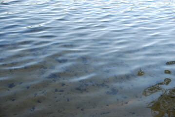 Thin lines on the surface of the lake. Summer evening, the water surface of a forest lake along which circles scatter from light excitement, forming many black lines on a white background.