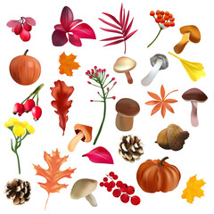Autumn leaves from different kind of tree, berries, acorn, mushrooms, pumpkin and other elements. Botanical collection. Realistic vector icons for your design. . Vector illustration