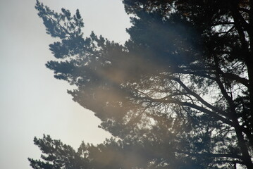 Long curved pine branches. A small haze has appeared in the rays of the evening setting sun, which pass through the branches of a tall pine tree.