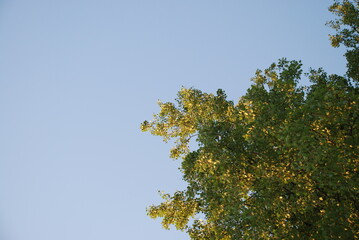 Light blue sky above the leaves. Evening clear blue sky next to the green illuminated rays of the setting sun by the leaves of a tall birch.