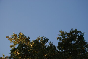 Light blue sky above the leaves. Evening clear blue sky next to the green illuminated rays of the setting sun by the leaves of a tall birch.