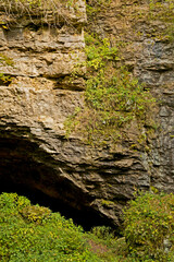 Plants growing in rock on cliff