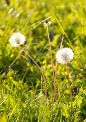 Dandelion seed heads in a meadow, backlit by the evening sunshine. Focus on the seed head on the right.
