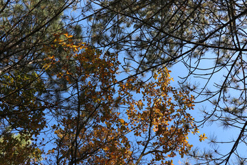 Yellow leaves and pine veste against a blue sky background. Nice weather in the forest