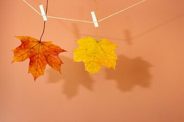 Autumn leaves hung from wooden clothes pins or pegs, pastel background