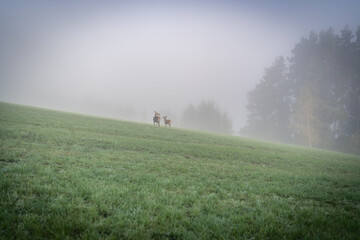 Naklejka na ściany i meble deers in the morning fog